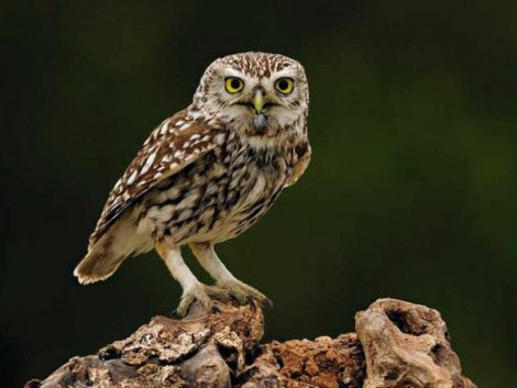 kukumav gececil yırtıcı kuş