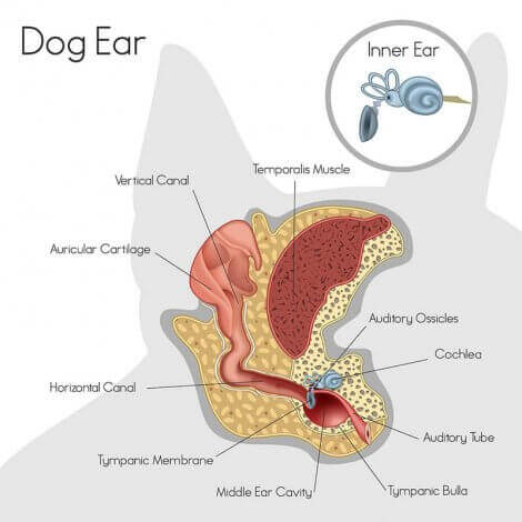 köpek kulağı