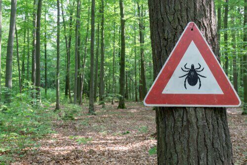 lyme hastalığı risk grupları
