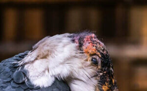 Murabut Kuşu: Leşçil Bir Kuş