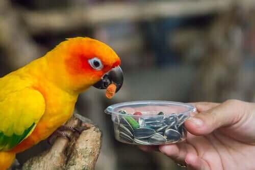 çekirdek yiyen papağan
