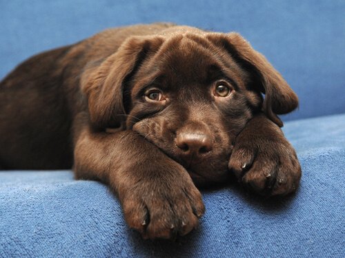 labrador cinsi köpeğin rengi yaşam beklentisini belirleyebilir