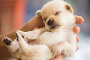 Köpek Yavrularının Sağır Doğduğunu Biliyor Muydunuz?