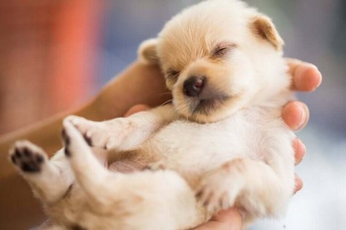 Köpek Yavrularının Sağır Doğduğunu Biliyor Muydunuz?