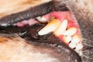 Köpeklerde Diş Eti Hastalıkları: Belirtileri Ve Tedavisi