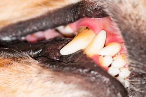 Köpeklerde Diş Eti Hastalıkları Belirtileri Ve Tedavisi Benim