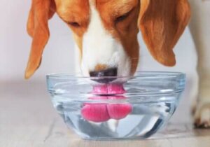 Köpeklerin Aşırı Su Tüketme Nedenleri