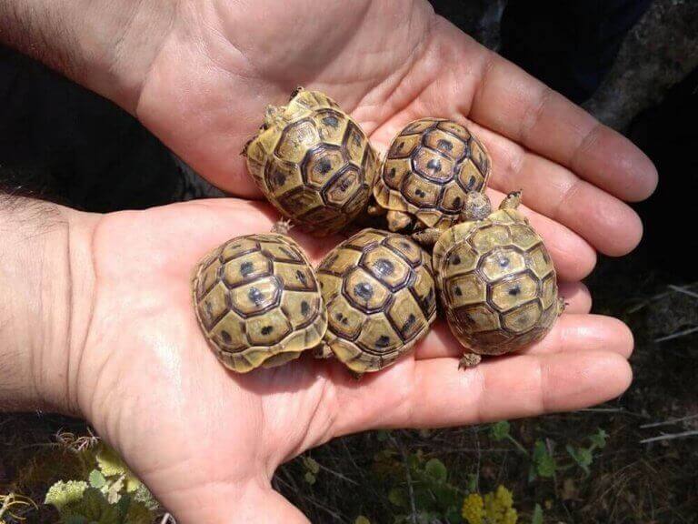 kaplumbağalar