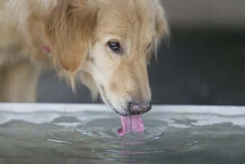 köpeklerde ishal ve su tüketimi