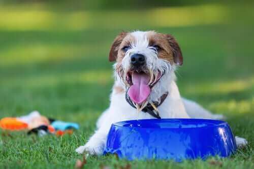 köpeklerde aşırı su tüketimi