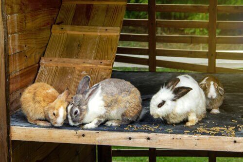 tavşan evi içinde dört tavşan
