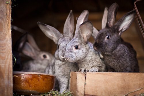 tavşan kafesi boyutları ne olmalıdır?