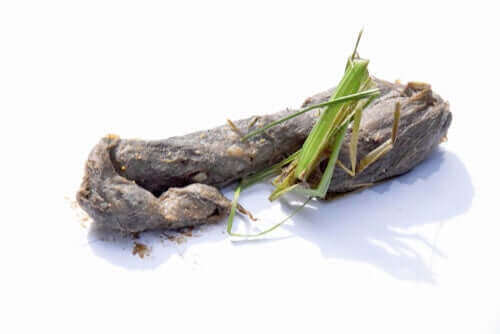 tüy yumakları nedeniyle bulantı