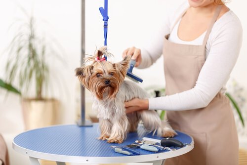 kadın köpeğin tüylerini tarıyor