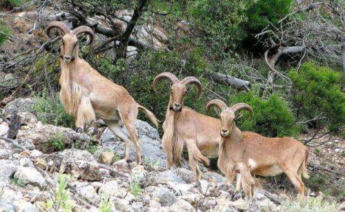 Dağlarda gezen koyunlar