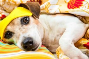 Köpekler Uyku Problemi Yaşar Mı?