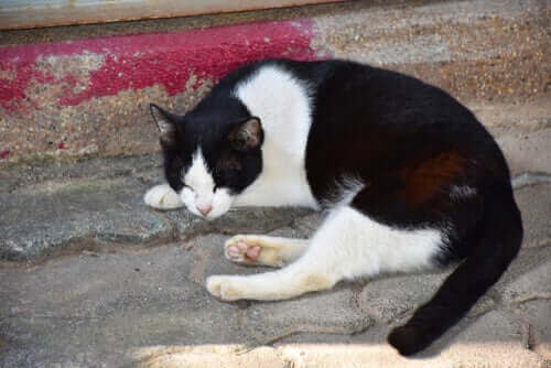 uyuyan kedi
