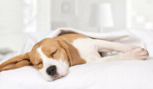 Köpeklerde Gece Uykusuzluğu: Nedenleri Ve Çözümü