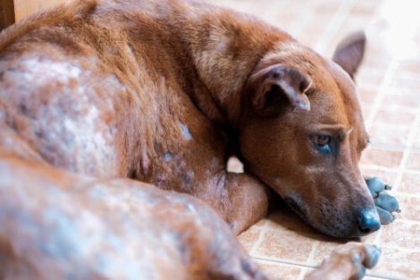 köpeklerde uyuz