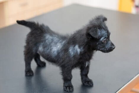 yavru köpeklerde uyuz