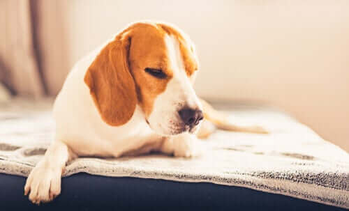 mutsuz ve hasta köpek uzanıyor ve köpeklerde besin zehirlenmesi