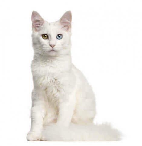 beyaz tüylü kedi