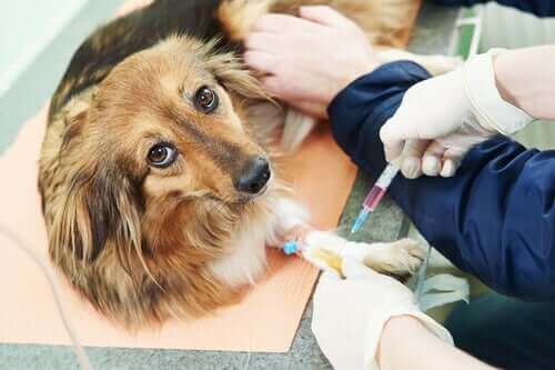 veterinerde tedavi gören köpek
