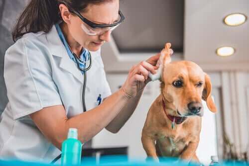 Köpeklerde Enfeksiyon Ve 3 Belirtisi