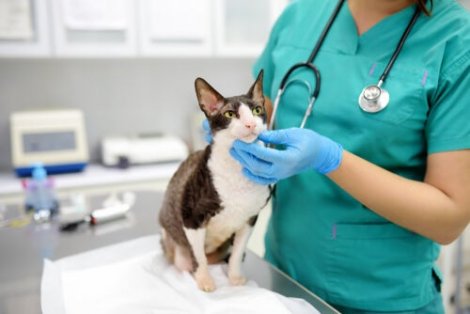 veterinerdeki kedi