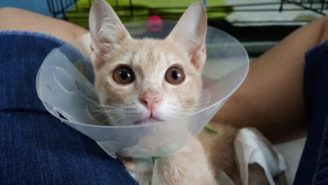 hasta kedi