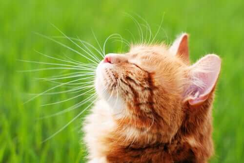 Kedi Bağışıklık Sistemi Güçlendirme