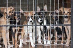 Köpekleri Kısırlaştırmak için En Uygun Yaş