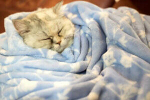 Gerçekleri Keşfedin: Kışın Kediler Kış Uykusuna Yatar mı?