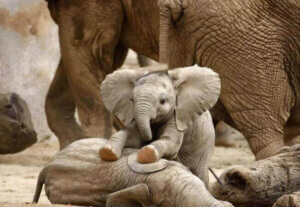 oyun oynayan bebek fil
