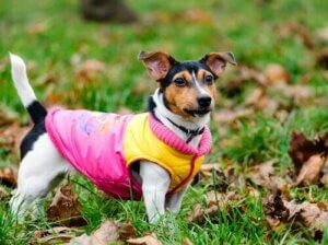 Terk Edilmiş Köpekler Yararına Köpek Defilesi