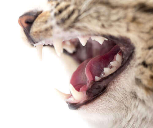 dişlerini gösteren kedi