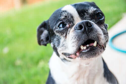 Yaşlı Köpeklerde Diş Eti Hastalığı ve Diş Dökülmesi