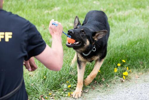 alman kurdu eğitimde