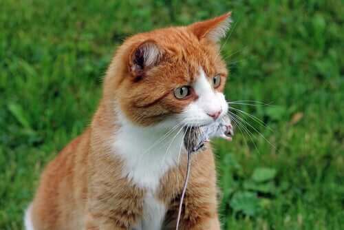 kedi fare yiyor