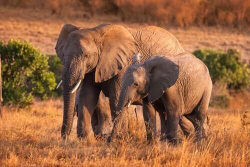 Vahşi Filler: Davranışları Hakkında İlginç Gerçekler
