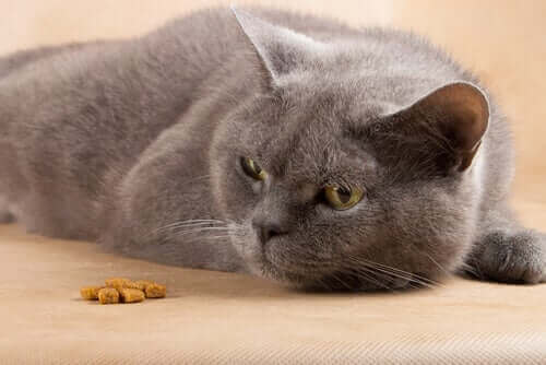 gri kedi yerde yatıyor ve kedilerde dizanteri
