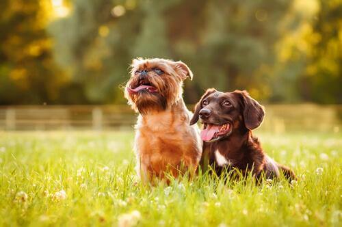 köpekler güneşleniyor