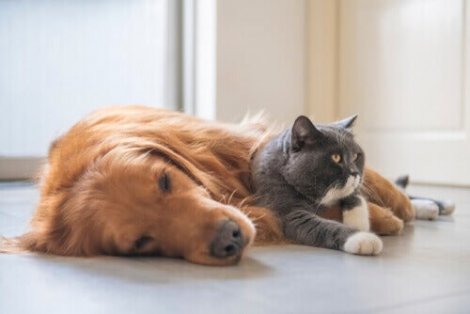 kedi ve köpek