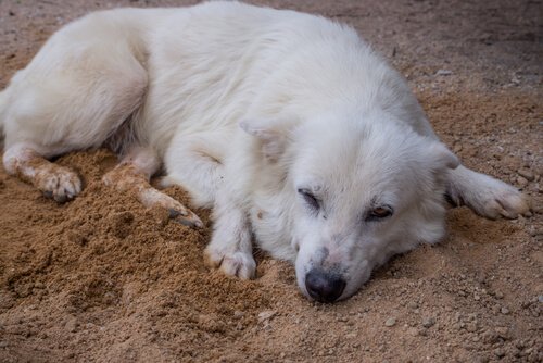 Venezuela'daki hasta köpek