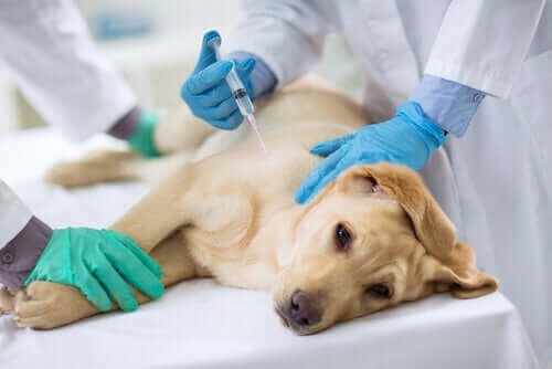 iğne olan sevimli sarı köpek ve köpeklerde dirofilariasis