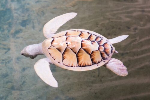 kahverengi desenli beyaz kaplumbağa