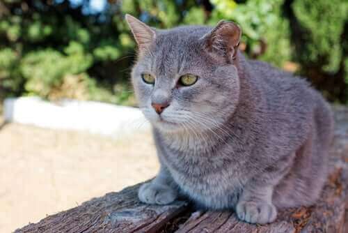 oturan kedi