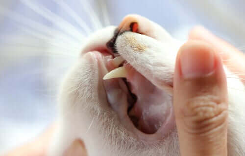 Kedi Dişleri - Onlar Hakkında Bilmeniz Gerekenler
