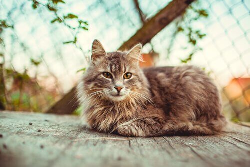 kedi