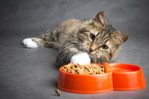 Diyet Tavsiyesi: Kanserli Kediler için Beslenme